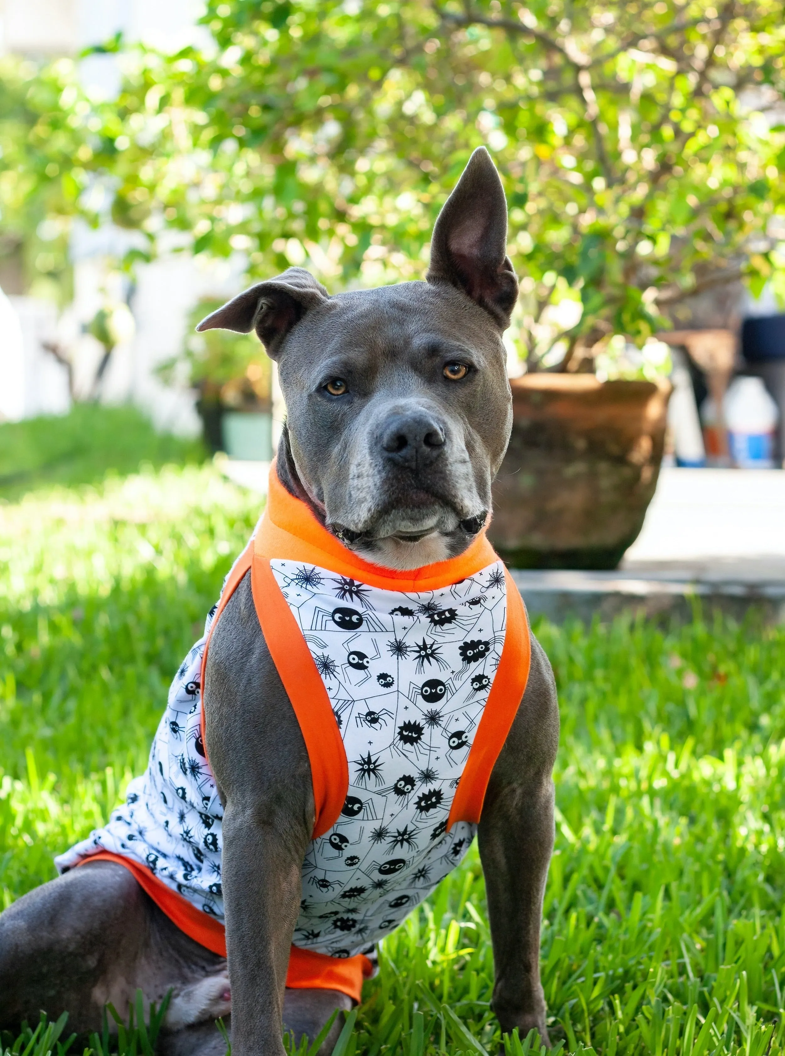 Glow in the Dark Halloween Spider Dog Muscle Tank