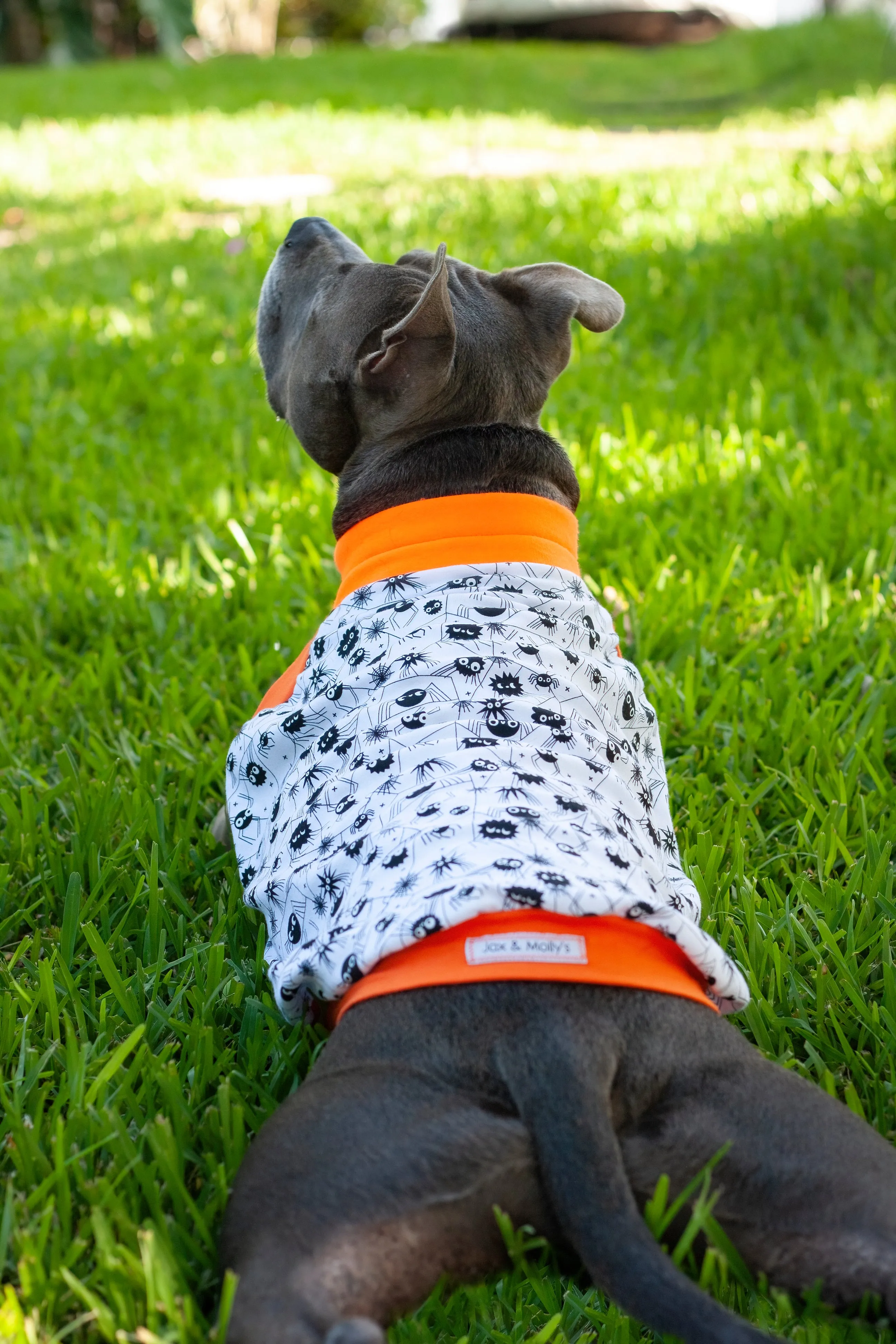 Glow in the Dark Halloween Spider Dog Muscle Tank